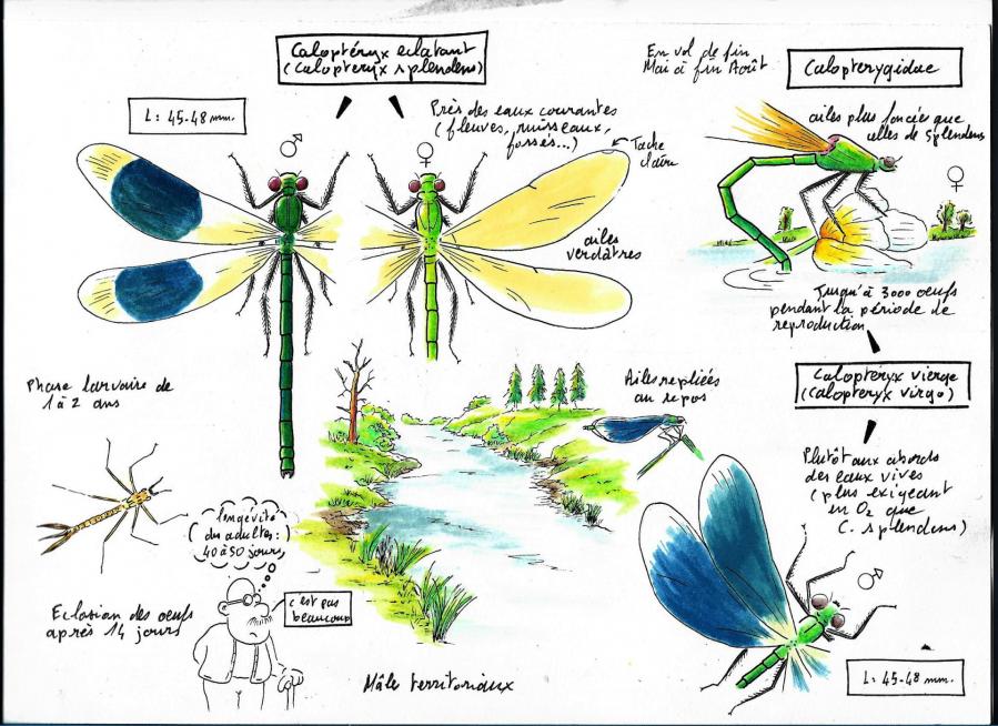 Calopteryx cg
