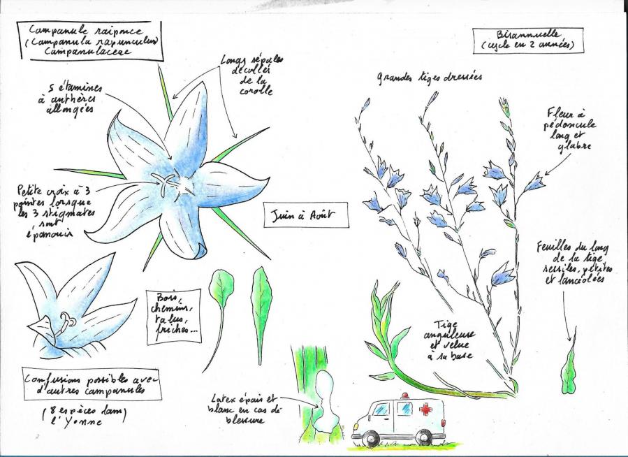 Campanule raiponce cg
