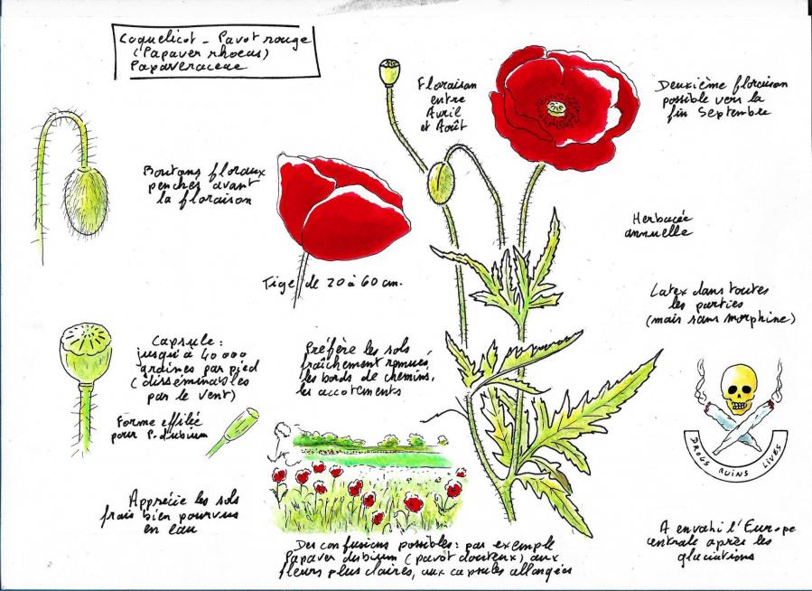 Coquelicot cb