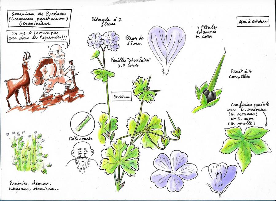 Geranium pyrenee cg