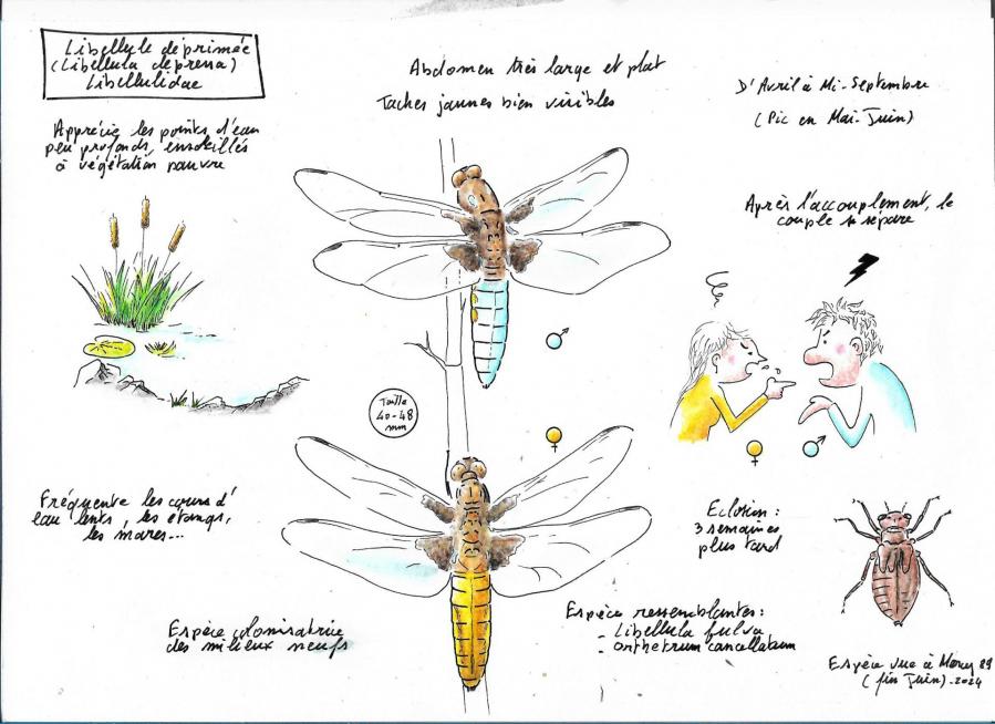 Libellula depressa cg 1
