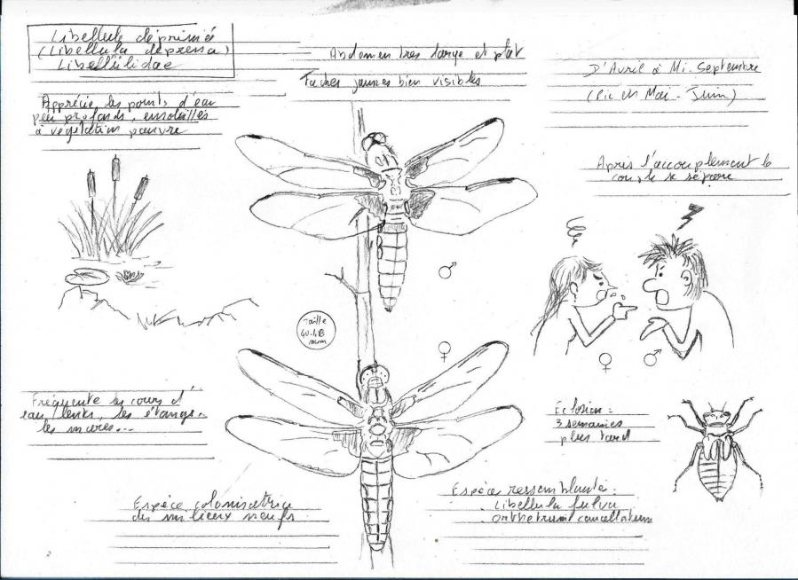 Libellula depressa cr