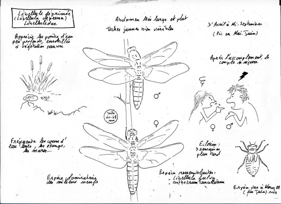 Libellula depressa encr