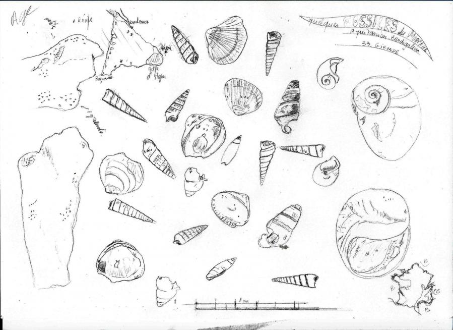Miocene aquitanien