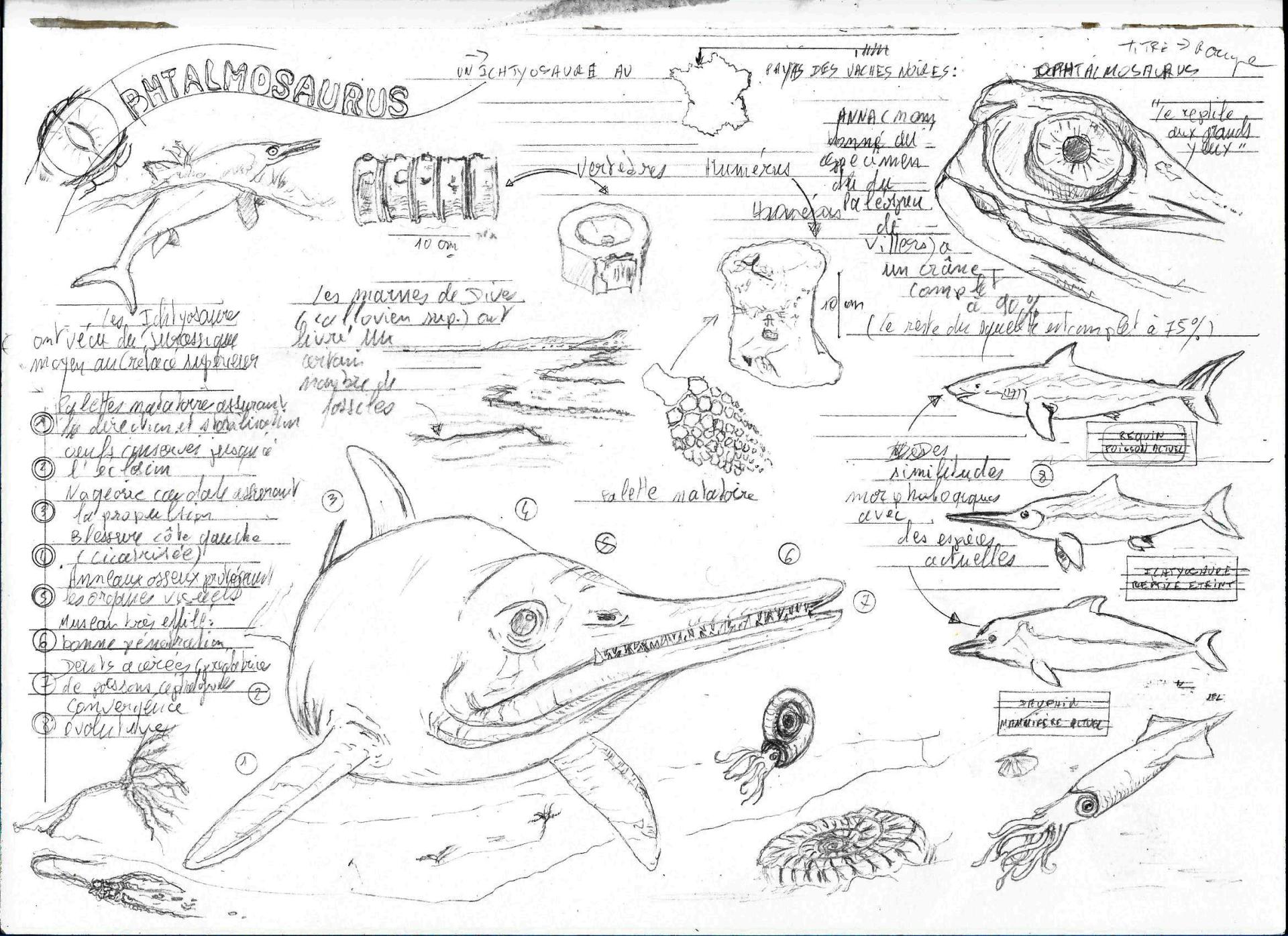 Ophtalmosarus cr2