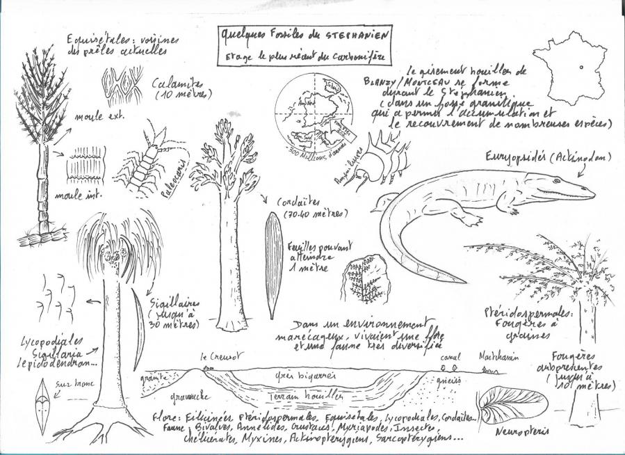 Stephanien encre