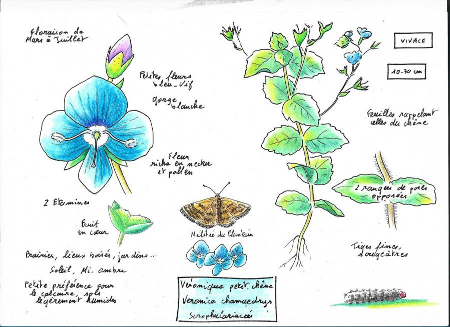 Veronique petit chene cg